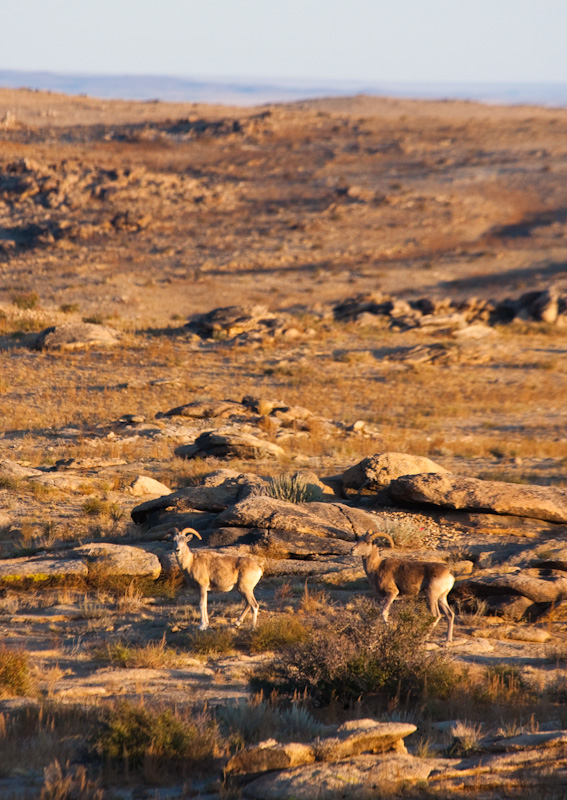 Argali